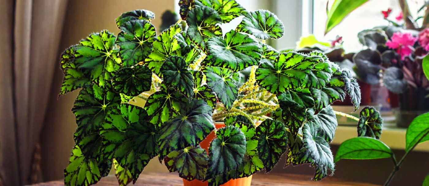 fertiliser naturellement les plantes d'interieur