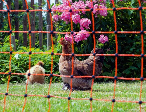 Cloture poulailler